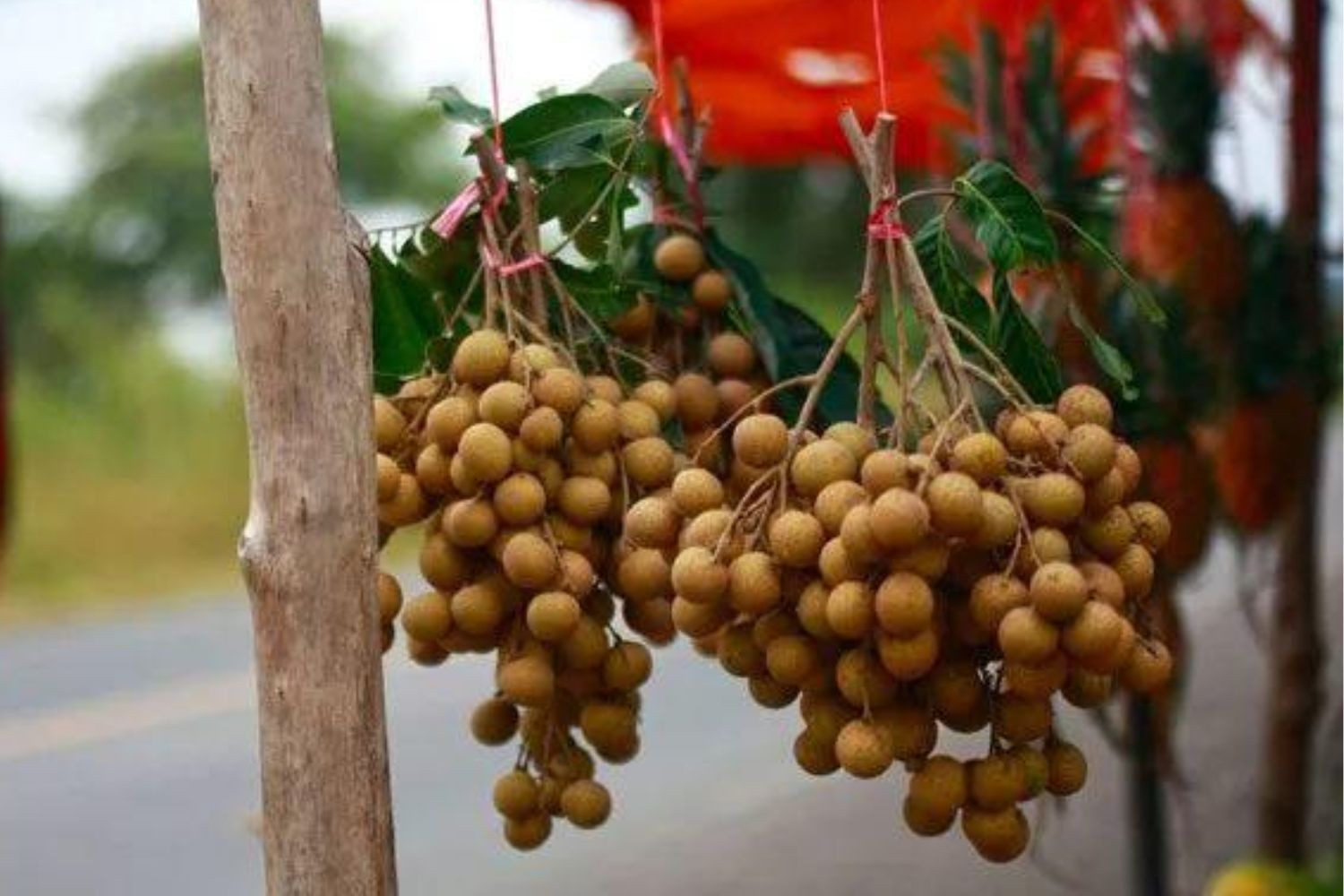 Cơn sốt nhãn Pailin