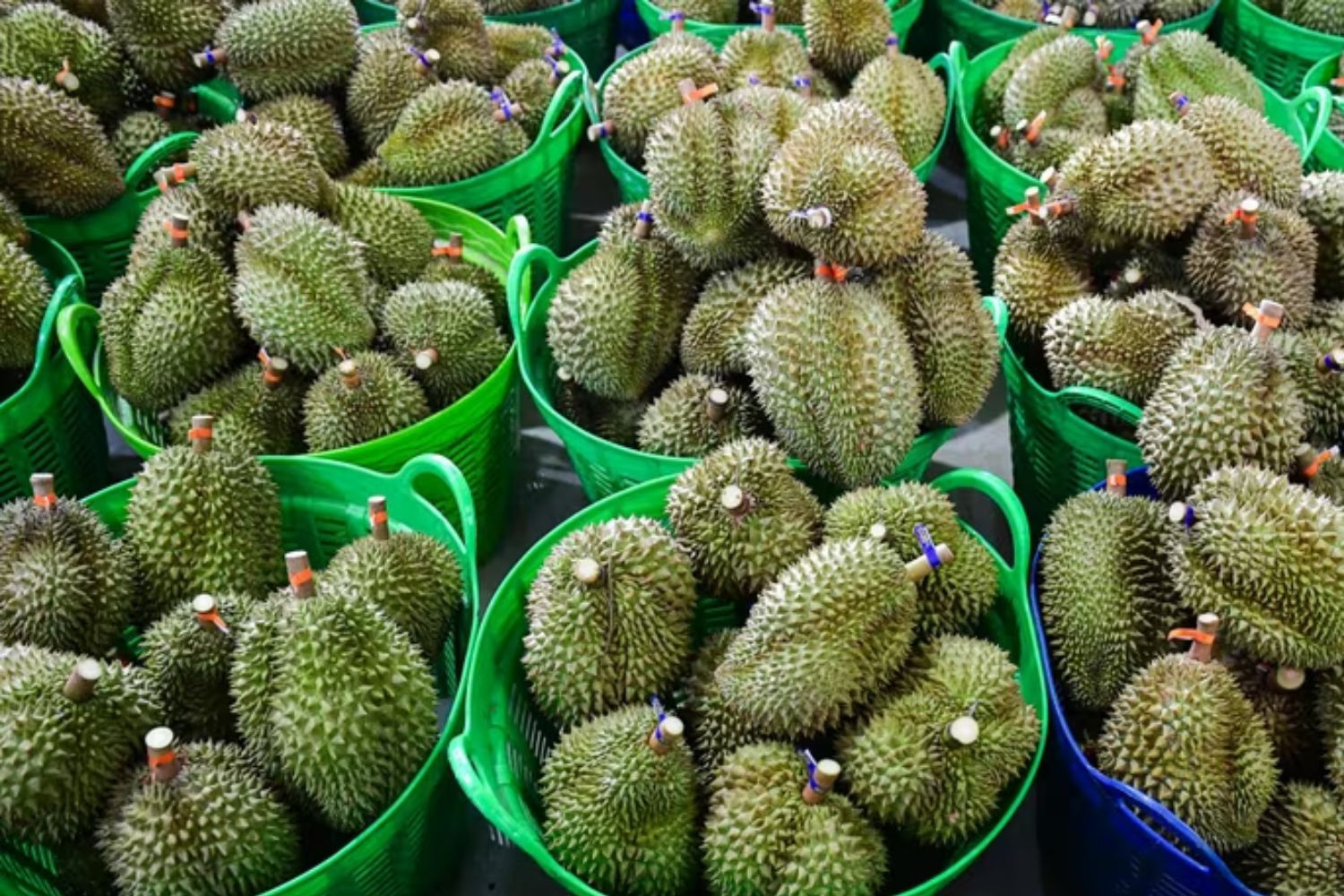 Sầu riêng chờ xuất khẩu