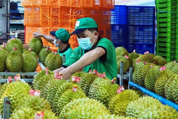 Vụ án sầu riêng: Cần dẹp ‘giấy phép con’ trong cấp mã số vùng trồng