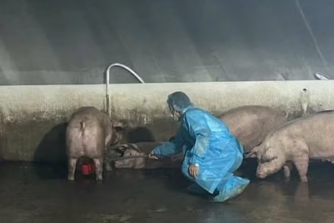 Lực lượng Thú y Đồng Nai lấy mẫu tại điểm trung chuyển thuộc phường Trị An. Hàng trăm con heo nghi 'dính' chất cấm Salbutamol - Ảnh 1.