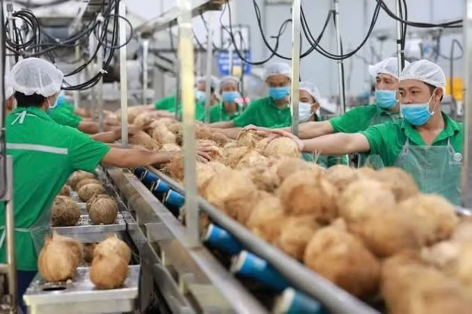 Doanh nghiệp kinh doanh dừa cũng phản ánh có tình trạng Vụ án sầu riêng: Cần dẹp ‘giấy phép con’ trong cấp mã số vùng trồng - Ảnh 1.