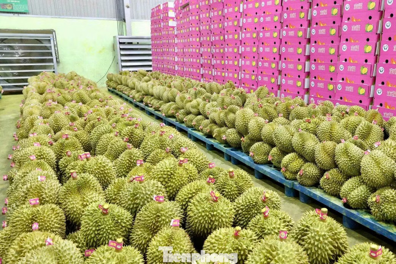 Bất ngờ nhiều doanh nghiệp xin trả mã số vùng trồng sầu riêng - Ảnh 1.