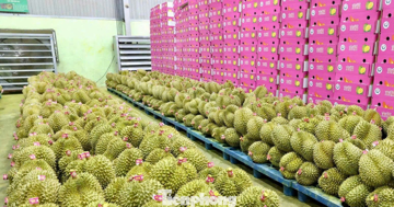 Bất ngờ nhiều doanh nghiệp xin trả mã số vùng trồng sầu riêng