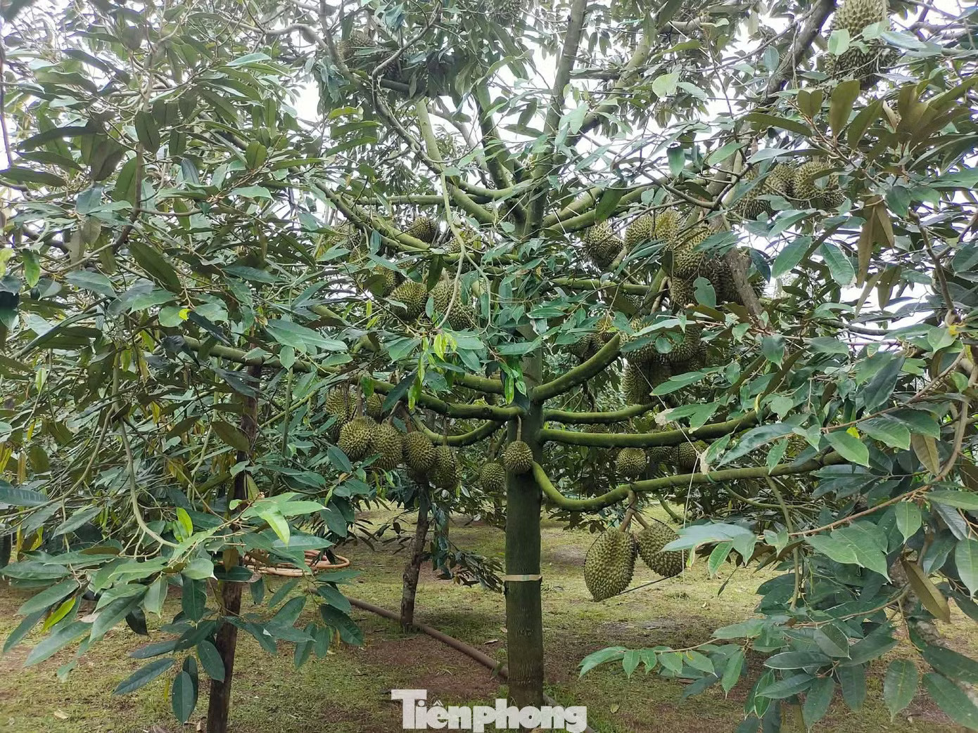Bất ngờ nhiều doanh nghiệp xin trả mã số vùng trồng sầu riêng - Ảnh 3.