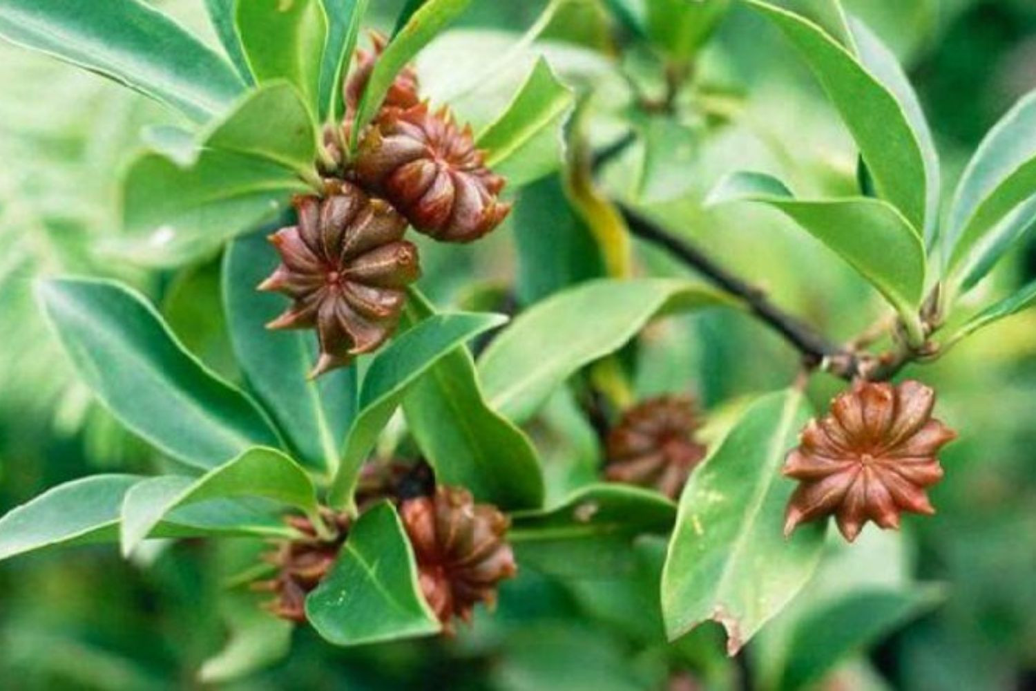 Hoa hồi