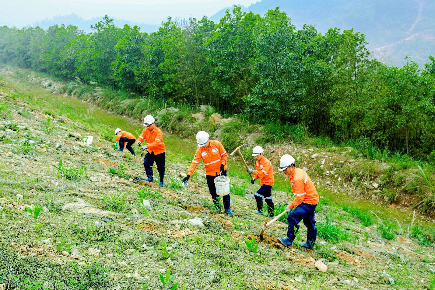 Trồng cây phục hồi môi trường tại mỏ Núi Pháo
