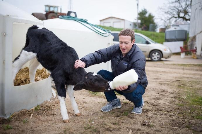 mark-zuckerberg-nuoi-bo-2.jpg