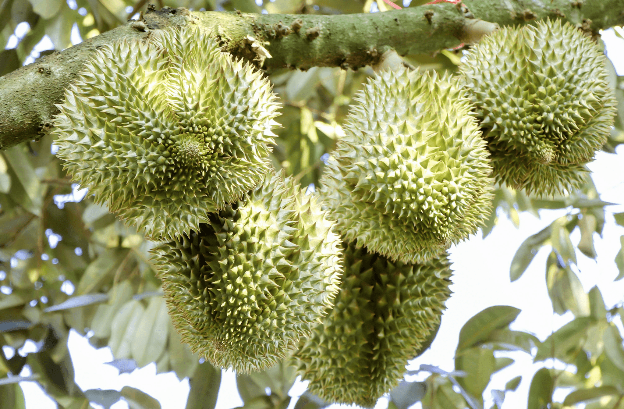 sau-rieng-2.png