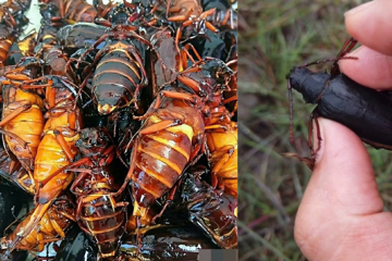 Loài côn trùng 'hiếm có khó tìm' này có giá hơn 3 triệu đồng/kg, trang trại mở rộng vẫn không đủ bán, chỉ xuất hiện vài tháng mỗi năm