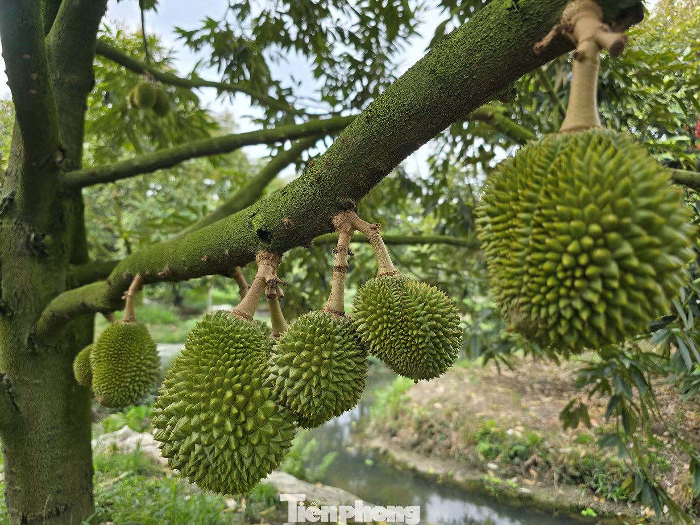 Trước ngày 31/7/2026, mỗi mã vùng trồng phải có diện tích tối thiểu 10 ha, dẫn tới phải gom diện tích của nhiều hộ dân, tạo ra nhiều bất cập về quản lý, sử dụng mã vùng trồng, rơi tình trạng Mã số vùng trồng sầu riêng: Cách nào tránh cảnh 'cha chung không ai khóc'? - Ảnh 1.