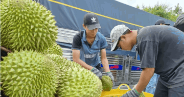 Quy định mới về cấp mã số vùng trồng sầu riêng