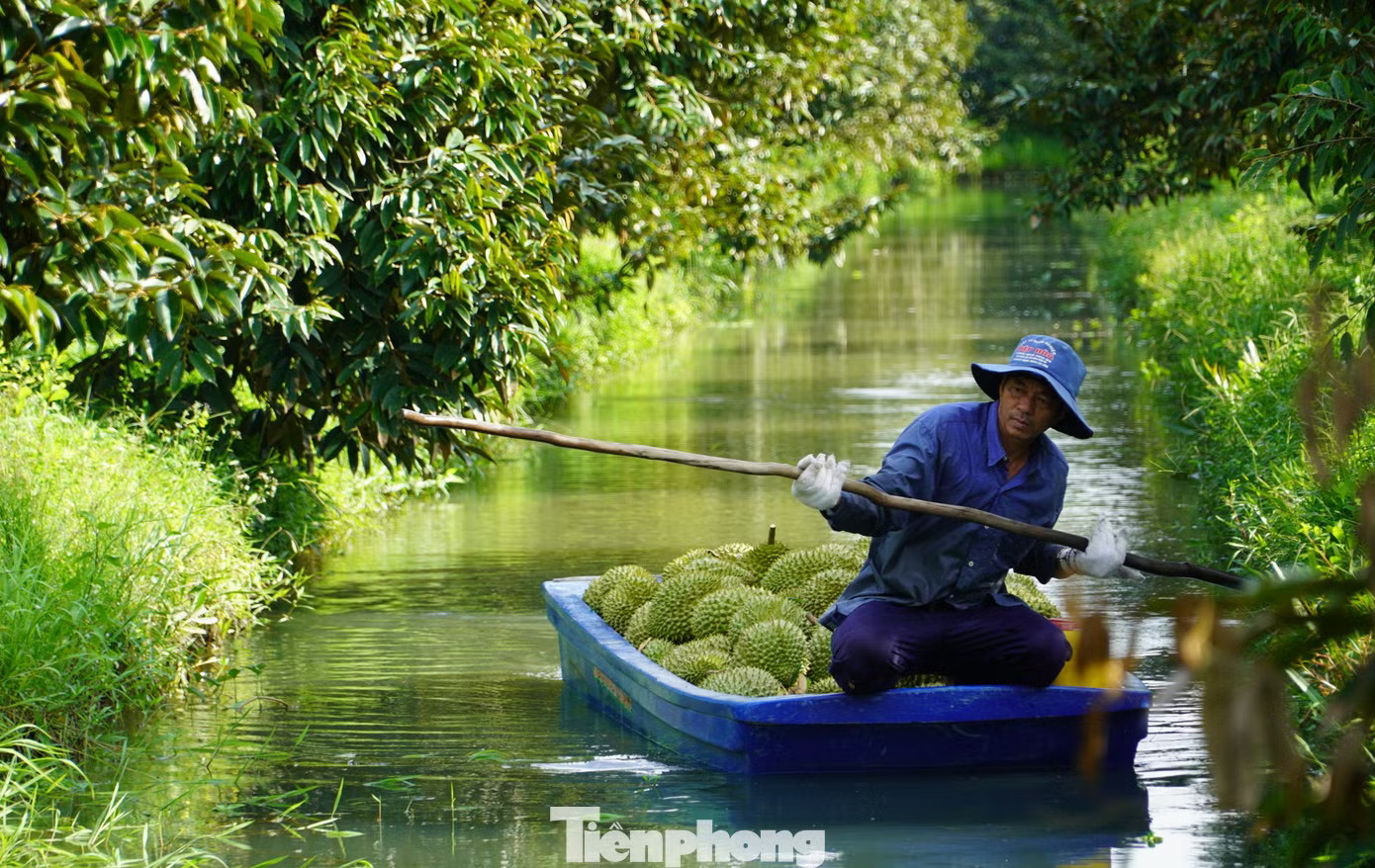 Thu hoạch sầu riêng ở Cần Thơ. Mã số vùng trồng sầu riêng: Cách nào tránh cảnh 'cha chung không ai khóc'? - Ảnh 2.