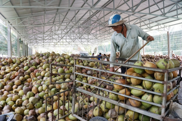 Chấp nhận rẽ ngang sang làm nông nghiệp, người đàn ông này đã vô tình đẩy giá trị một loại trái cây bình dân tăng vọt gấp 5 lần