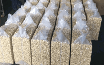 Cứ 10 kg hạt điều vào Mỹ, gần 9 kg đến từ Việt Nam