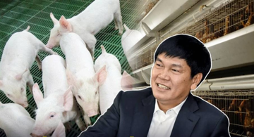 Nuôi heo khó, công ty nông nghiệp của tỷ phú Trần Đình Long mang hơn 2.000 tỷ đồng đi gửi ngân hàng