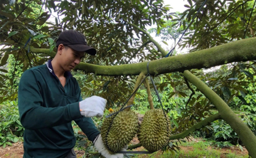 Nông dân xã này ở Đắk Lắk ‘lên đời’ nhờ trồng ‘cây tỷ đô’, cứ ra đường là gặp đại gia