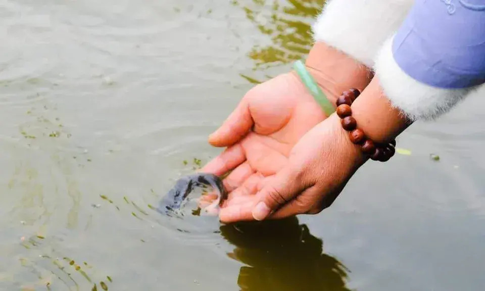 Công đức phóng sinh và sám hội giúp thân tâm an lạc