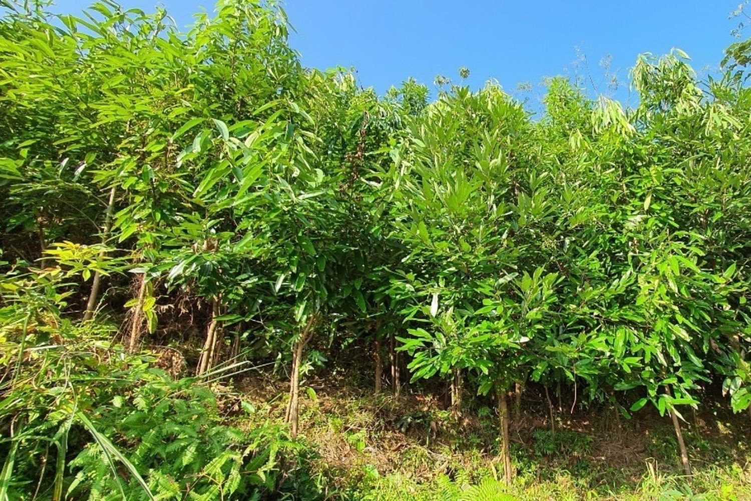 Rừng quế