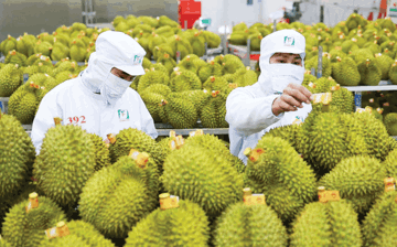 Cấp mã số vùng trồng chỉ còn tối đa 3 ngày, thủ tục chuyển sang hậu kiểm