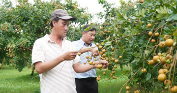 Loại nhãn có vị mặn được thương lái lùng mua tận gốc
