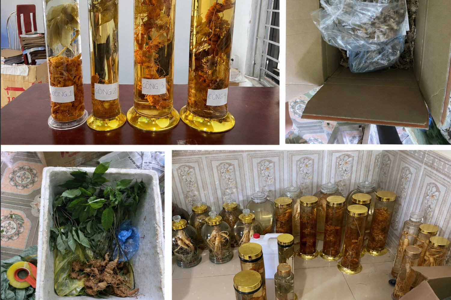 Sản phẩm gắn mắc sâm Ngọc Linh
