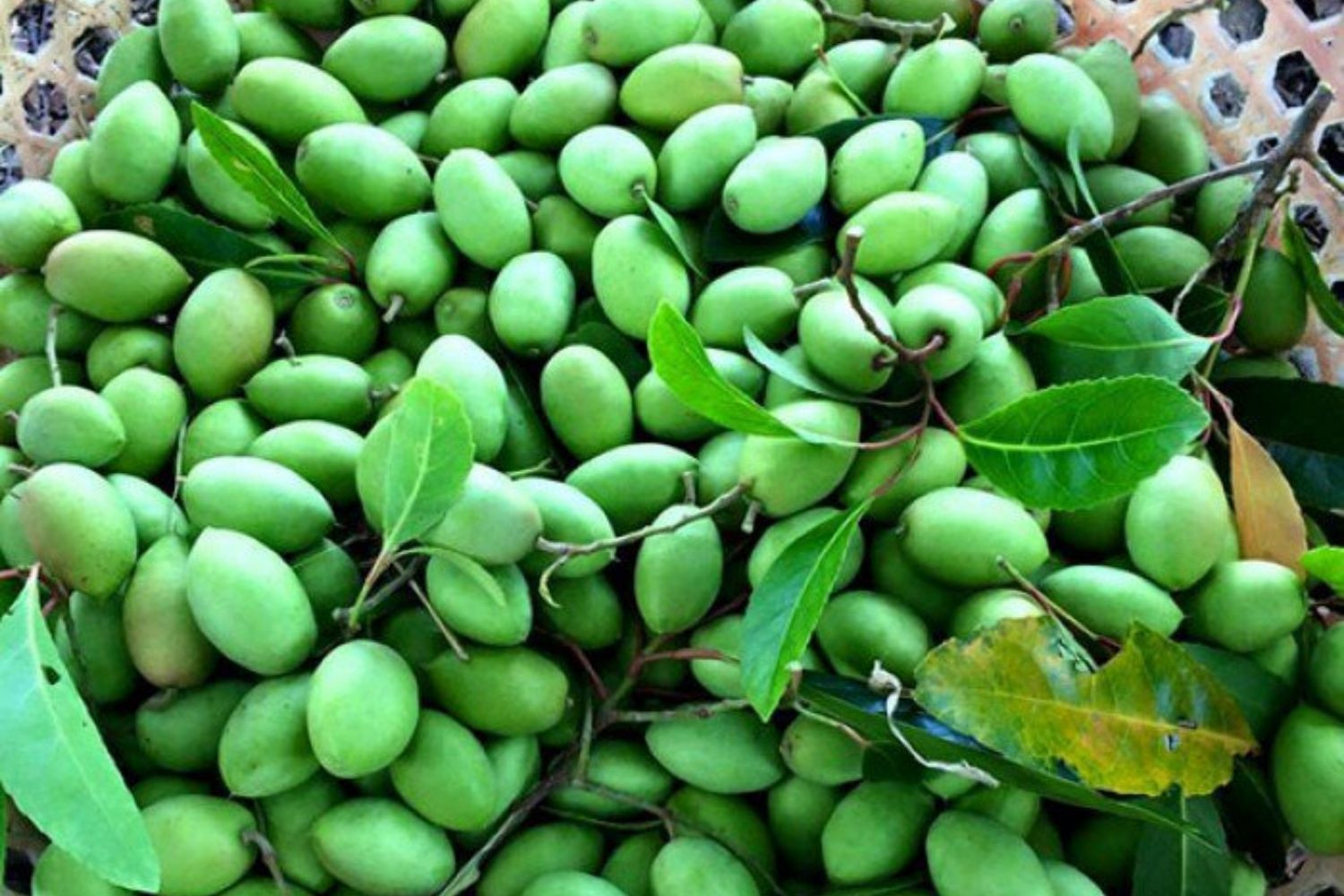 Quả trám