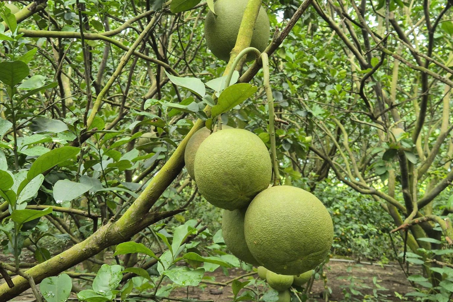 Vườn bưởi