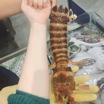 Tôm tích 3 con/kg đắt ngang tôm hùm cháy hàng dịp 2/9