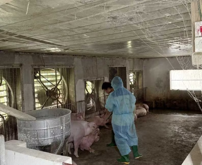 Một trang trại ở Phú Thọ tiêu hủy gần 1.900 con lợn vì dịch tả châu Phi - Ảnh 1.