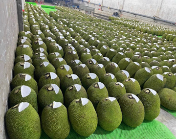 Loại quả Việt được Trung Quốc săn đón, xuất khẩu gần 68 triệu USD chỉ trong 3 tháng, người dùng thừa nhận ngon hơn hẳn loại nội địa nên sẵn sàng trả giá cao