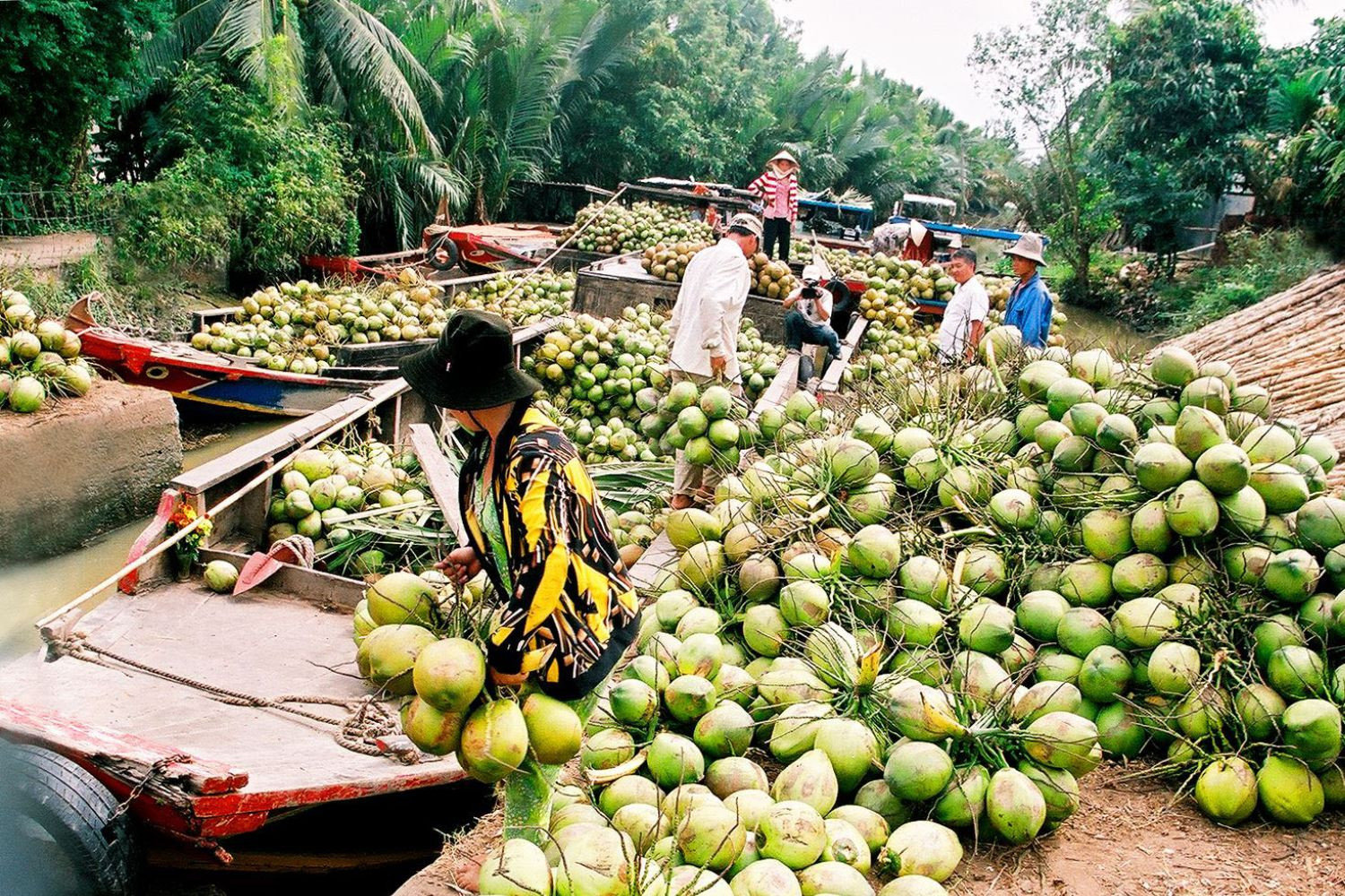 Thu hoạch dừa