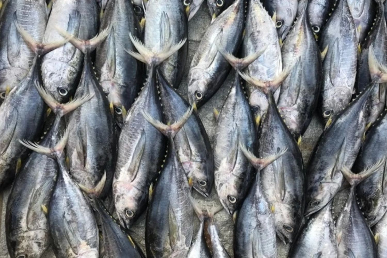 Cá ngừ