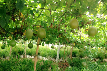 Nhặt vài hạt giống lạ mang về sau trận lũ lịch sử, người đàn ông bất ngờ đổi đời nhờ một loại quả cực kỳ quen thuộc tại Việt Nam