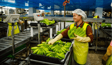 Trung Quốc ráo riết thu mua hàng chục nghìn tấn quả, nông dân Campuchia từ tay trắng thành dư tiền mua đất