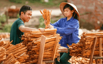 Loại vỏ cây vị ngọt, cay giúp Việt Nam thu gần 214 triệu USD sau 8 tháng