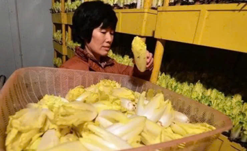 U60 đổi đời nhờ bán loại rau đắt ngang thịt: Trồng trong nhà kín, bán đến đâu hết đến đó, thu 171 tỷ đồng/năm