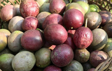 Loại quả bình dân bán đầy ngoài chợ giá chỉ từ 25.000 đồng/kg, vị chua chua ngọt ngọt: Ở Châu Âu thành 'hàng hot', Việt Nam thu về hơn 116 triệu USD