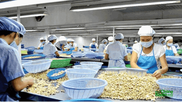 Hạt điều Việt Nam giữ ngôi số 1 tại Mỹ, một chủng loại tăng gần gấp 3