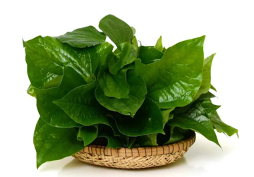Tin vui cho người thường xuyên ăn lá lốt