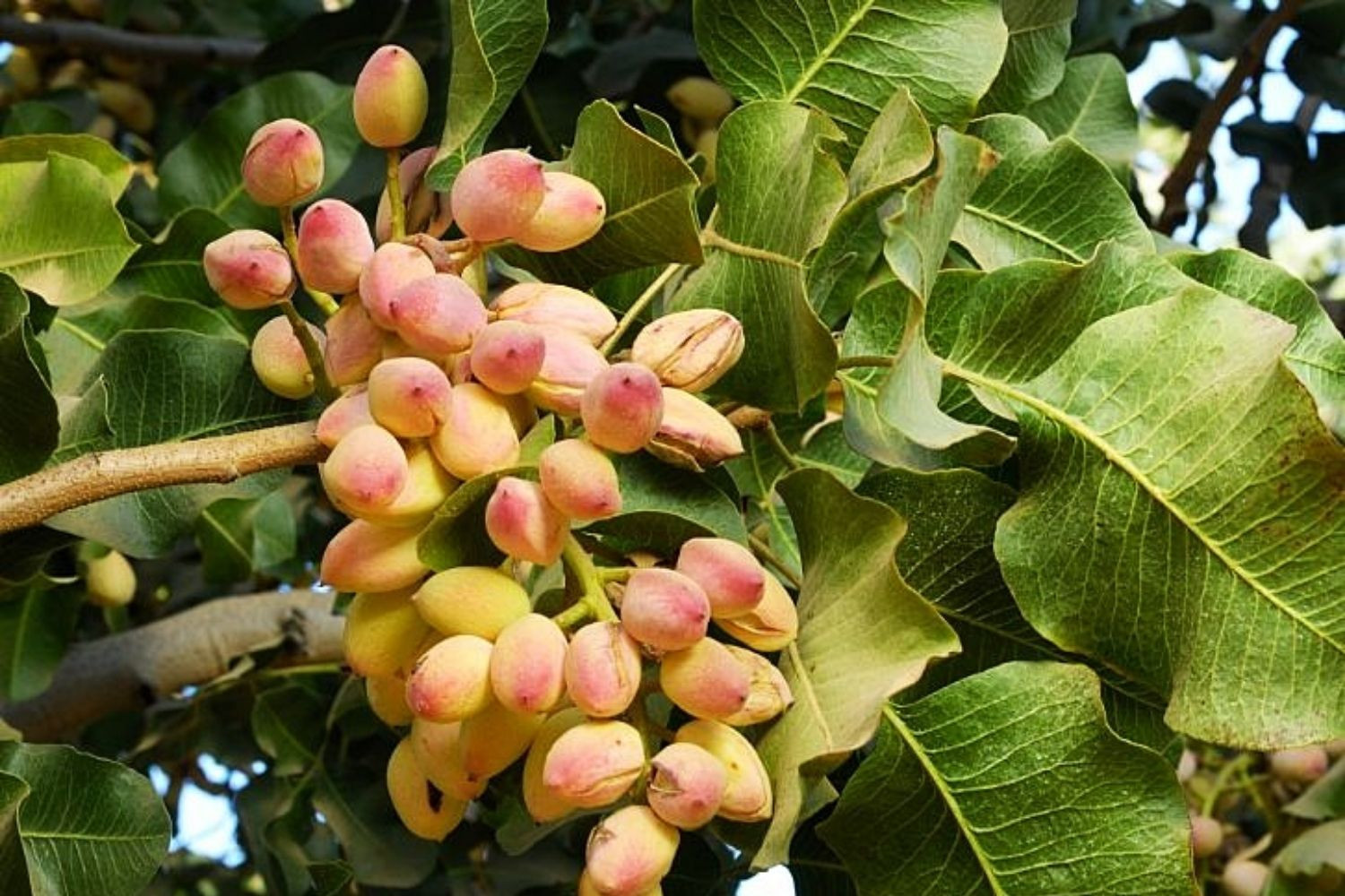 Cây hồ trăn hay gọi là hạt dẻ cười