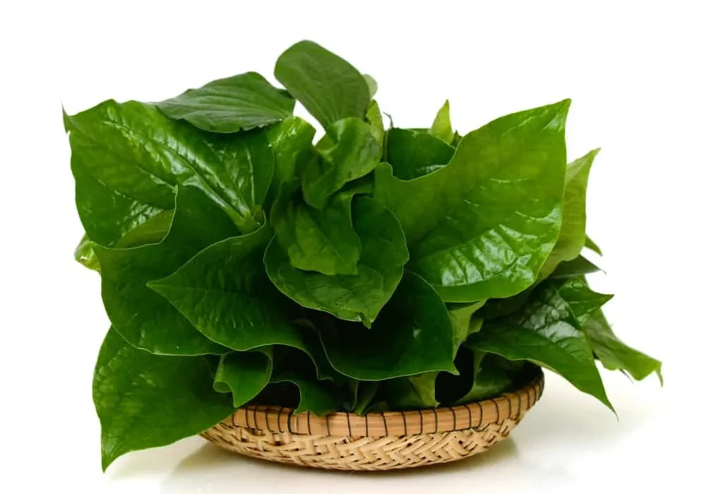 lá lốt