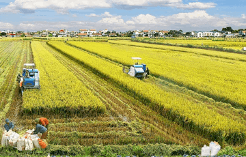 Thu hồi đất nông nghiệp, người dân trực tiếp sản xuất sẽ nhận tiền hỗ trợ thế nào?