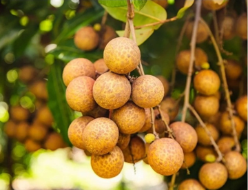 Quả nhãn lai vải đầu tiên trên thế giới vừa được bán ra thị trường: Giá gần 300.000 đồng/kg, hương vị gây tò mò