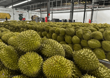 Đối thủ xuất khẩu sầu riêng sang Trung Quốc của Hoàng Anh Gia Lai đón quỹ ngoại làm cổ đông chiến lược